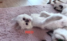 Ragdoll cats for sale: 🥰 Beautiful Radoll Kittens 😍 - Image 11