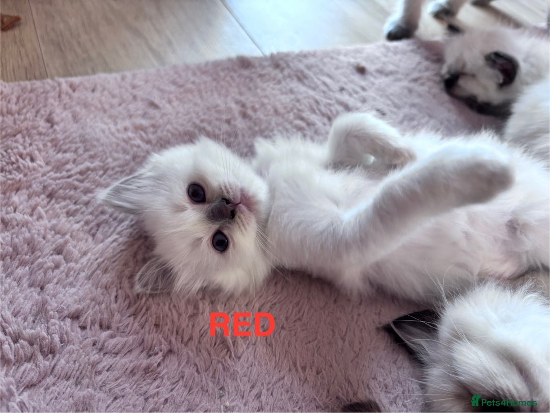 Ragdoll cats for sale: 🥰 Beautiful Radoll Kittens 😍 - Image 11