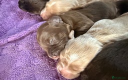 Mixed Breed dogs for sale: Beautiful Cocker Sproodles Puppies!  - Image 3