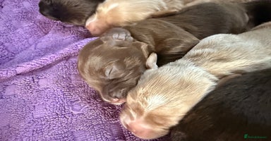 Mixed Breed dogs Beautiful Cocker Sproodles Puppies!  - Advert 1