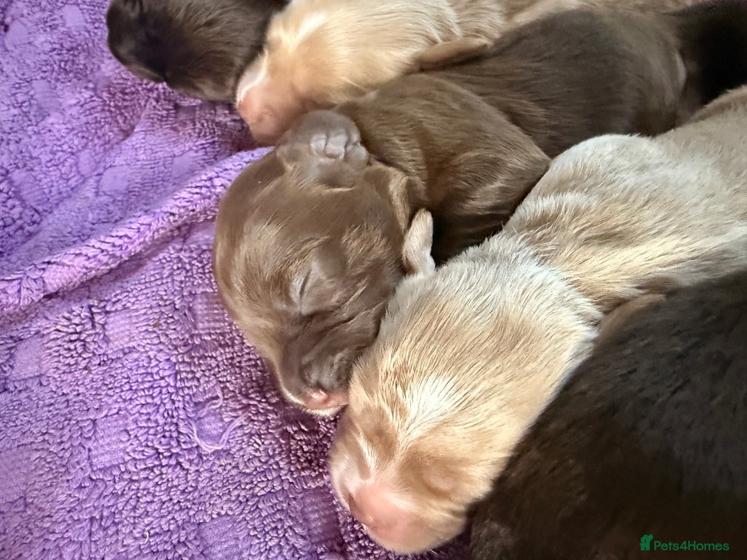 Mixed Breed dogs for sale: Beautiful Cocker Sproodles Puppies!  - Image 3
