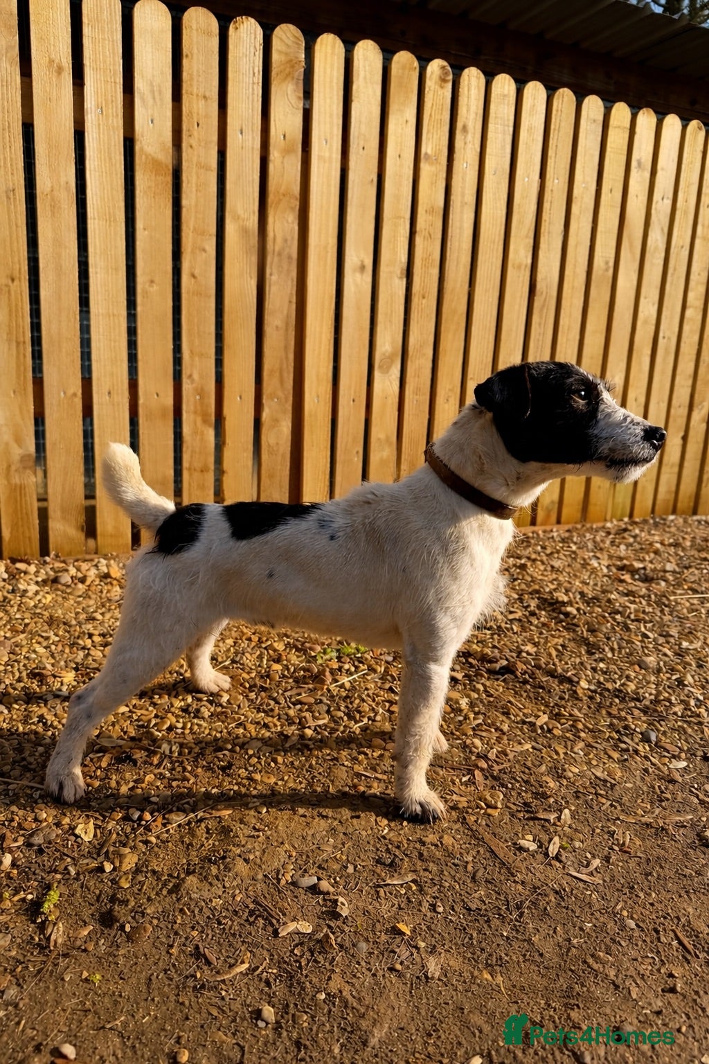 Jack Russell dogs Jack Russell proven stud dog  - Advert 1