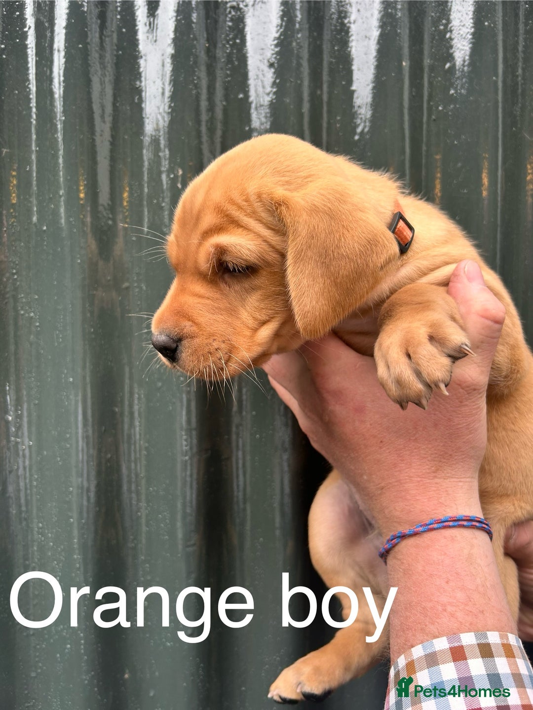 Labrador Retriever dogs for sale: Yellow/red Labrador puppies  - Image 11