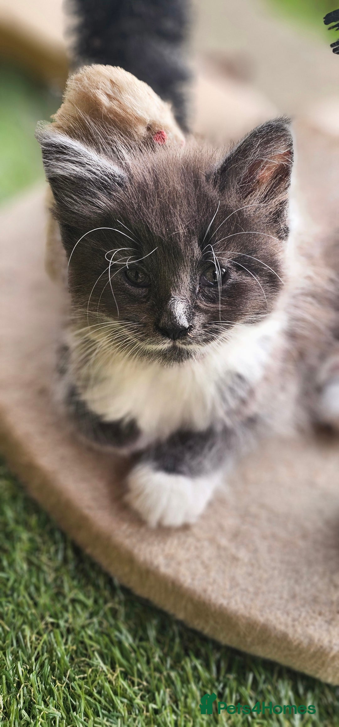 Maine Coon cats for sale: Prue breed mainecoon kittens - Image 10
