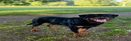 Rottweiler dogs for stud: Champion Bloodline Rottweiler Stud - Advert 7