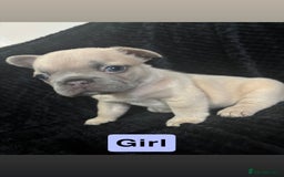 French Bulldog dogs for sale: French bulldog puppies  - Image 9
