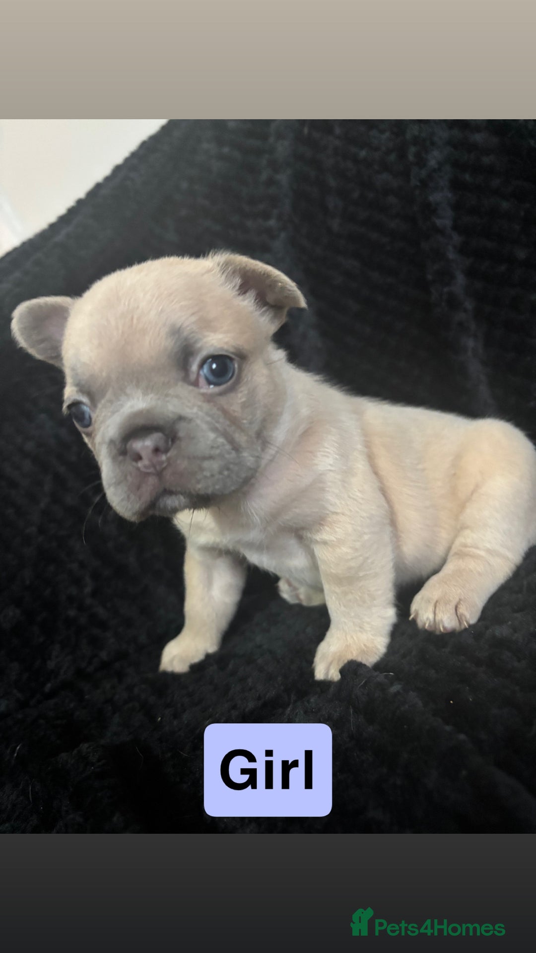 French Bulldog dogs for sale: French bulldog puppies  - Image 9