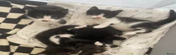 Mixed Breed cats for sale: 4 beautiful boys - Advert 4