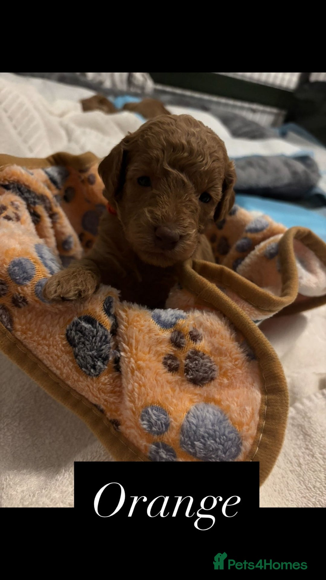 Cockapoo dogs for sale: Beautiful Cockapoo Puppies - Advert 4