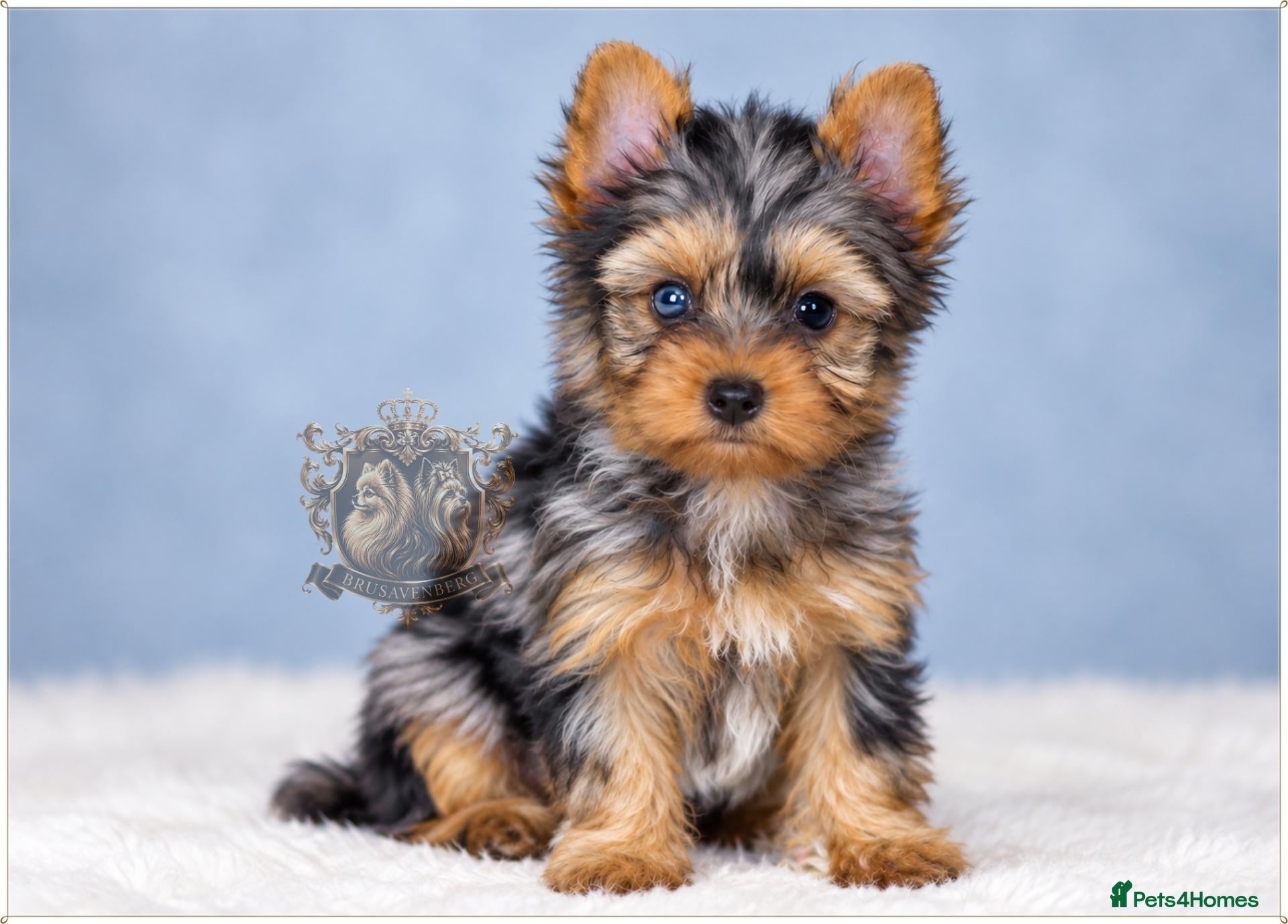 Yorkshire Terrier dogs *UNIQUE* RARE MINIATURE BLUE EYE BLUEBERRY MERLE - Advert 9