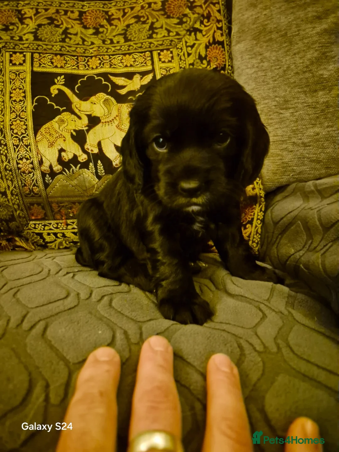 Cocker Spaniel dogs for sale: Working cocker spaniels - Advert 18