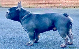 French Bulldog dogs for sale: QUALITY HOME BRED FRENCH BULLDOG PUPPIES - Image 18