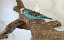 Budgerigars birds for sale: Boy budgies  - Image 2