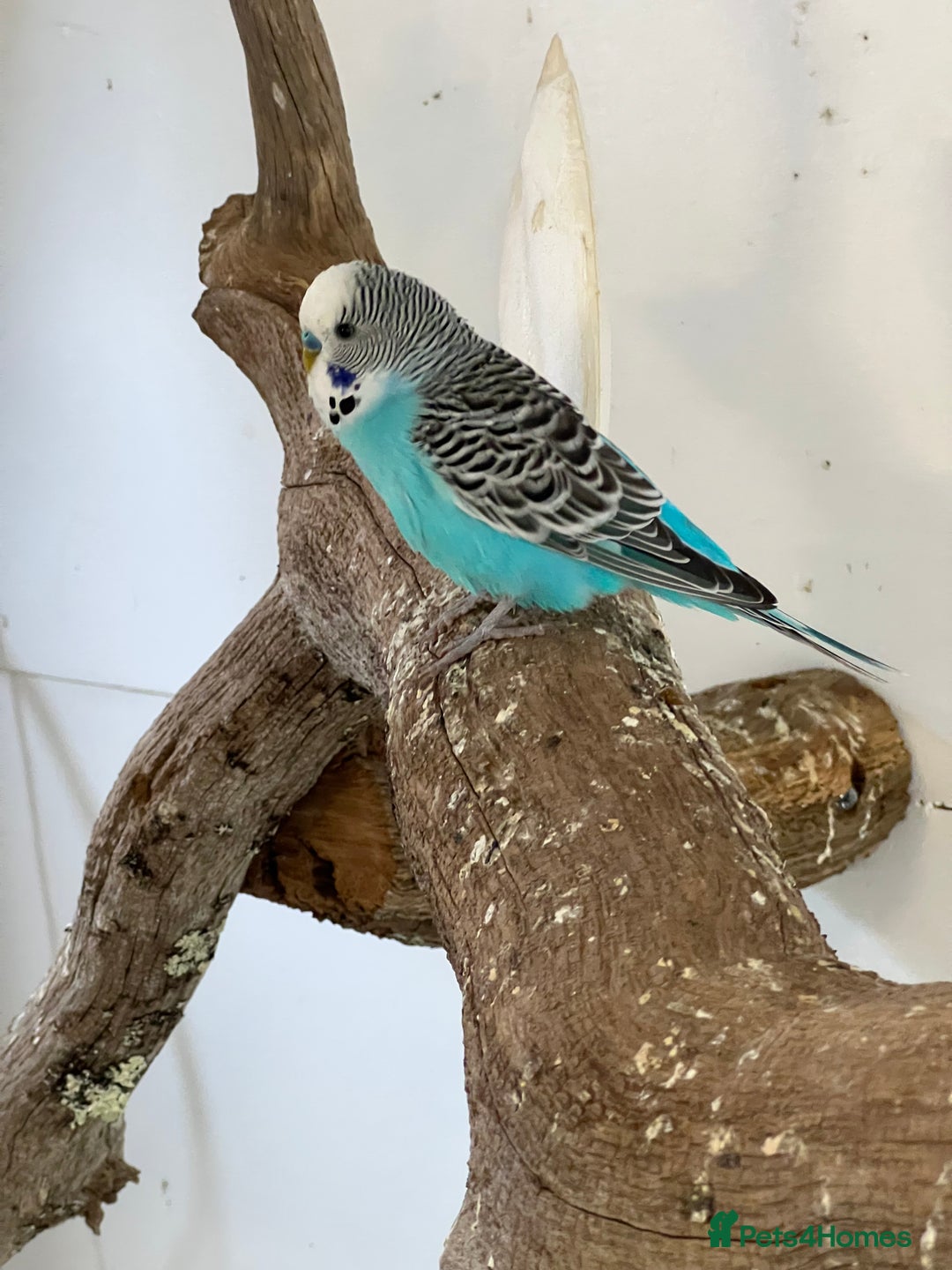Budgerigars birds for sale: Boy budgies  - Image 2