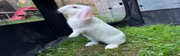 Mixed Breed rabbits for sale: Beautiful baby rabbits in Cardiff - Advert 5