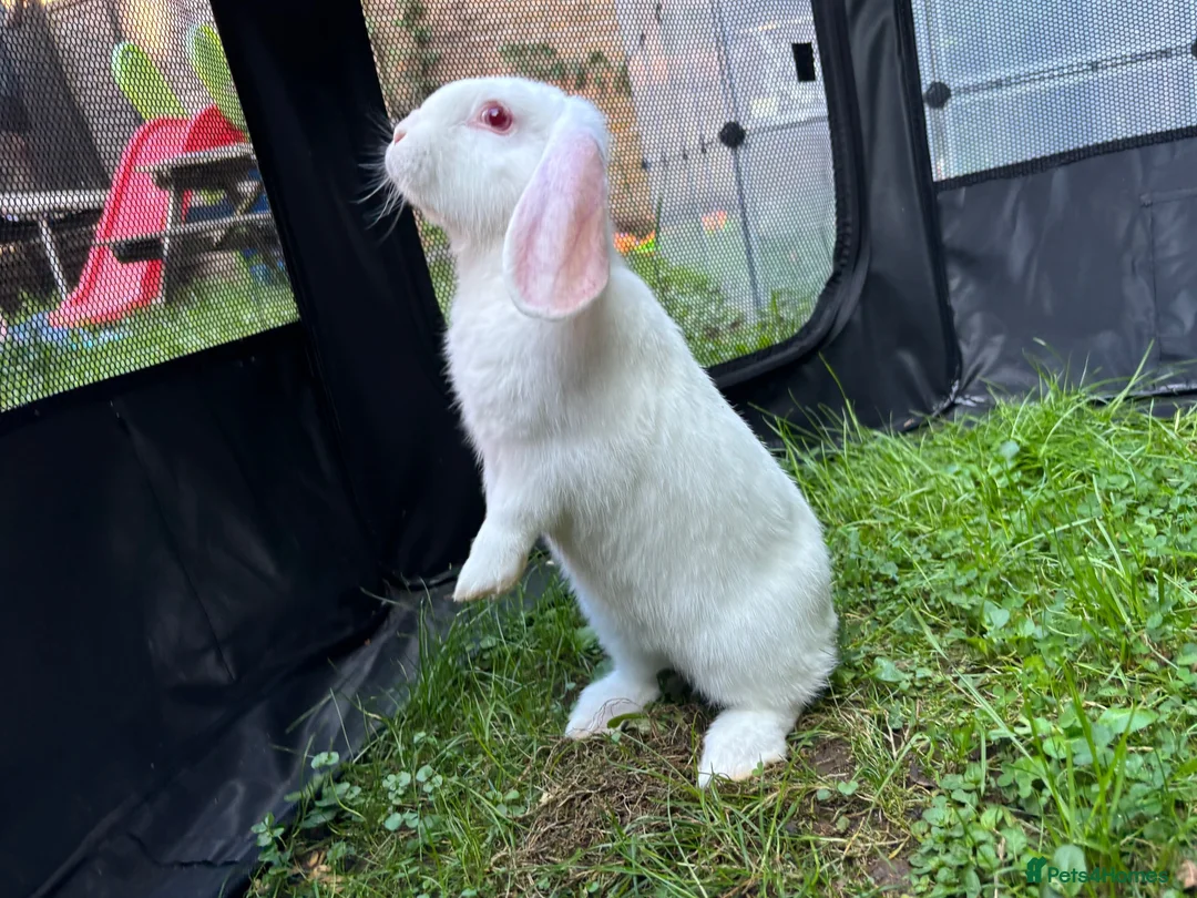 Mixed Breed rabbits for sale: Beautiful baby rabbits in Cardiff - Advert 5
