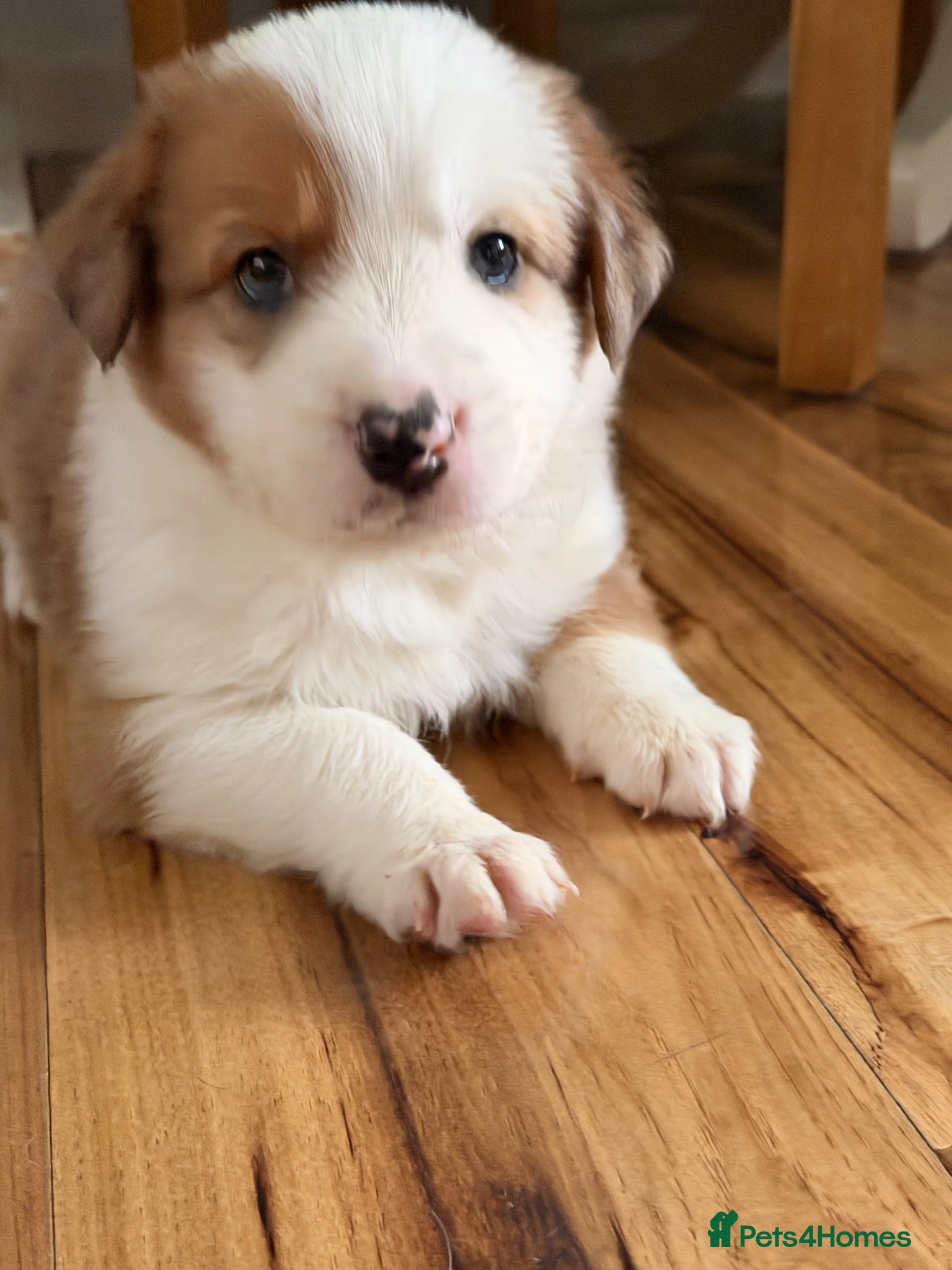 Border Collie dogs Stunning Show line puppies,various colours  - Advert 2