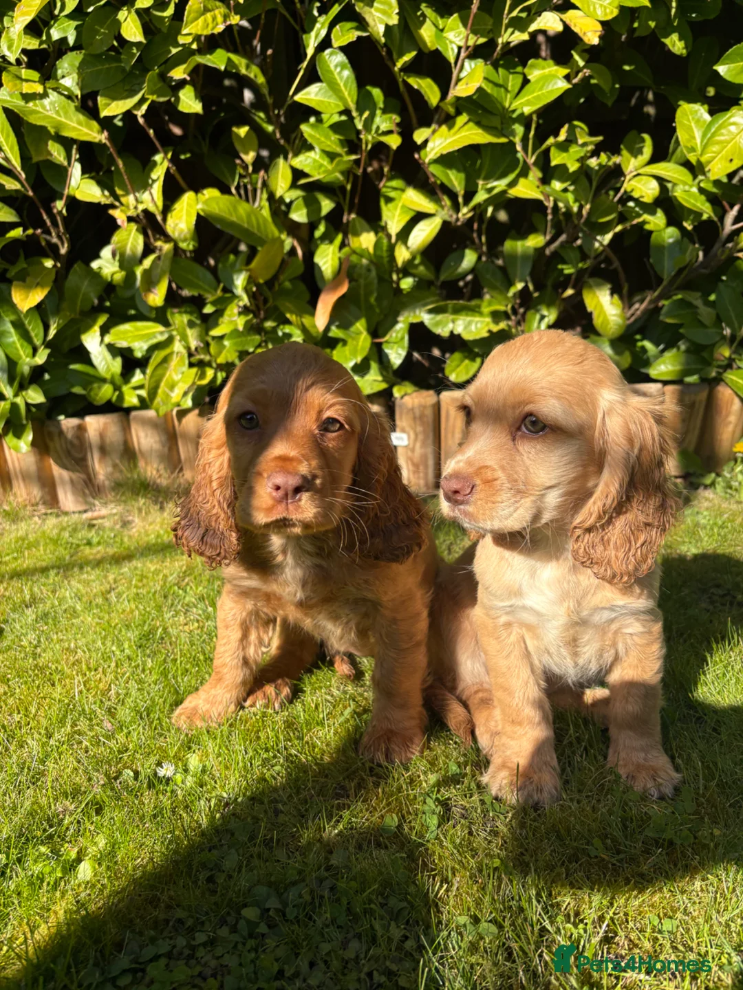 Cocker Spaniel dogs for sale: Cocker spaniel puppies  - Advert 6