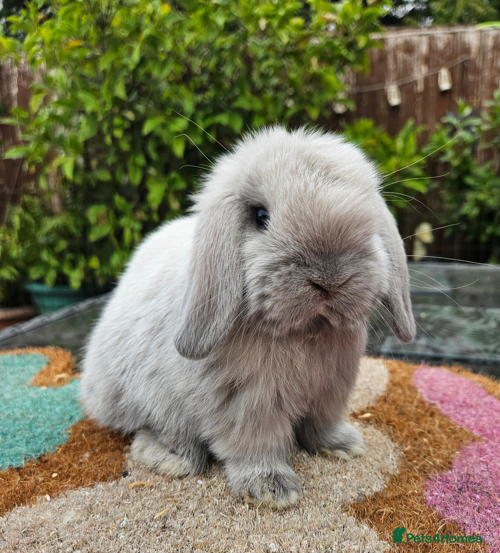 Mini Lop rabbits  baby mini lops  - Advert 22