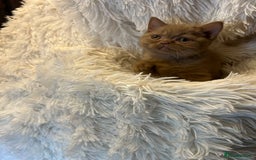 British Shorthair cats for sale: Beautiful chocolate&lilac Kittens awaiting homes - Image 4