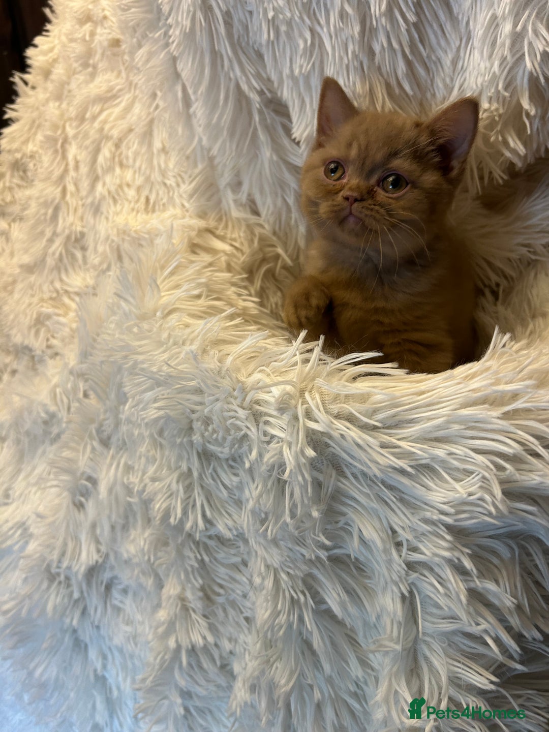 British Shorthair cats for sale: Beautiful chocolate&lilac Kittens awaiting homes - Image 4