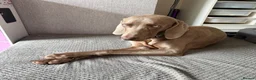 Weimaraner dogs for sale: Weimaraner looking for his forever home in Manchester - Advert 5