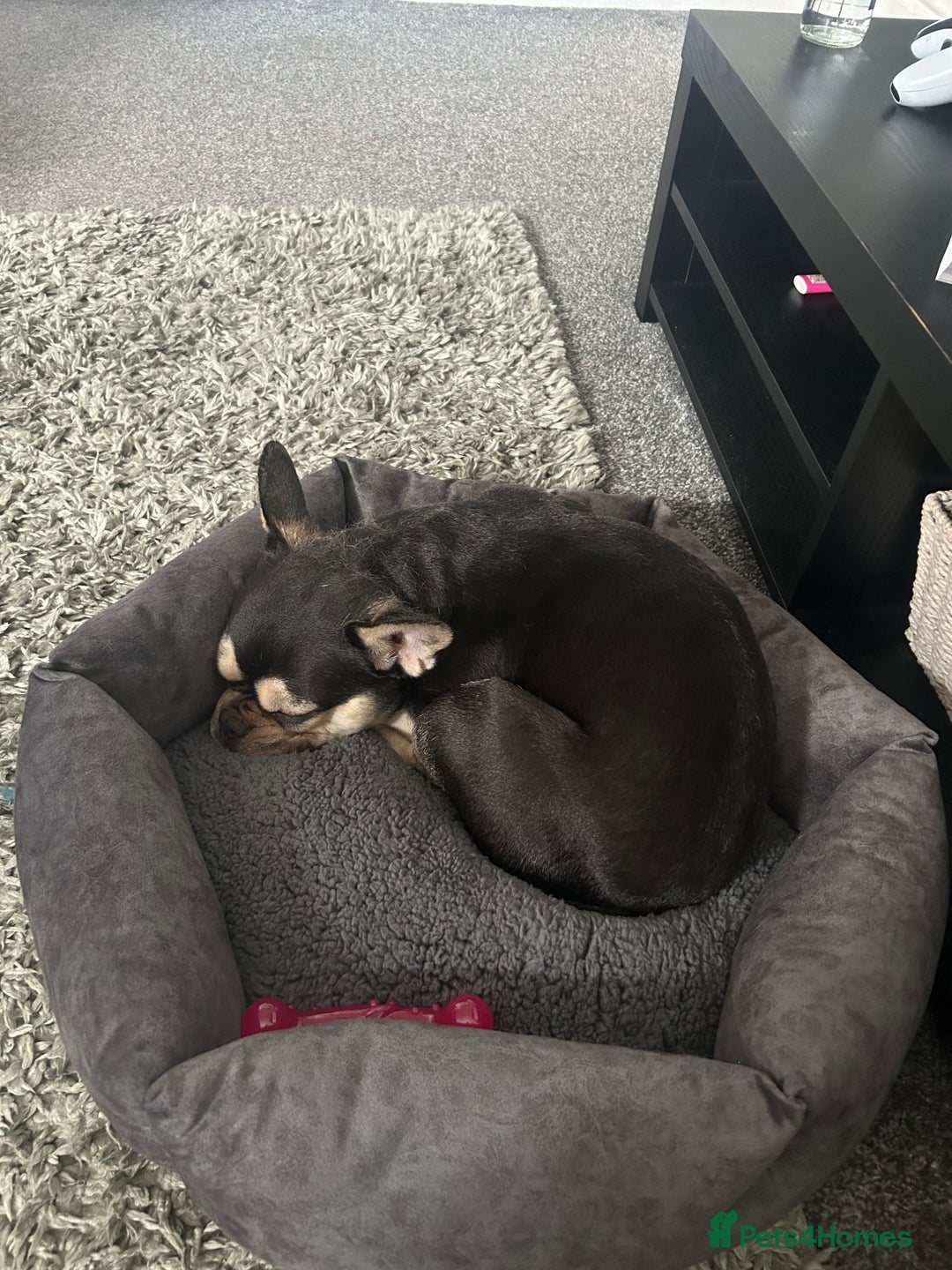 French Bulldog dogs for sale: Miniature French bulldog - Image 2