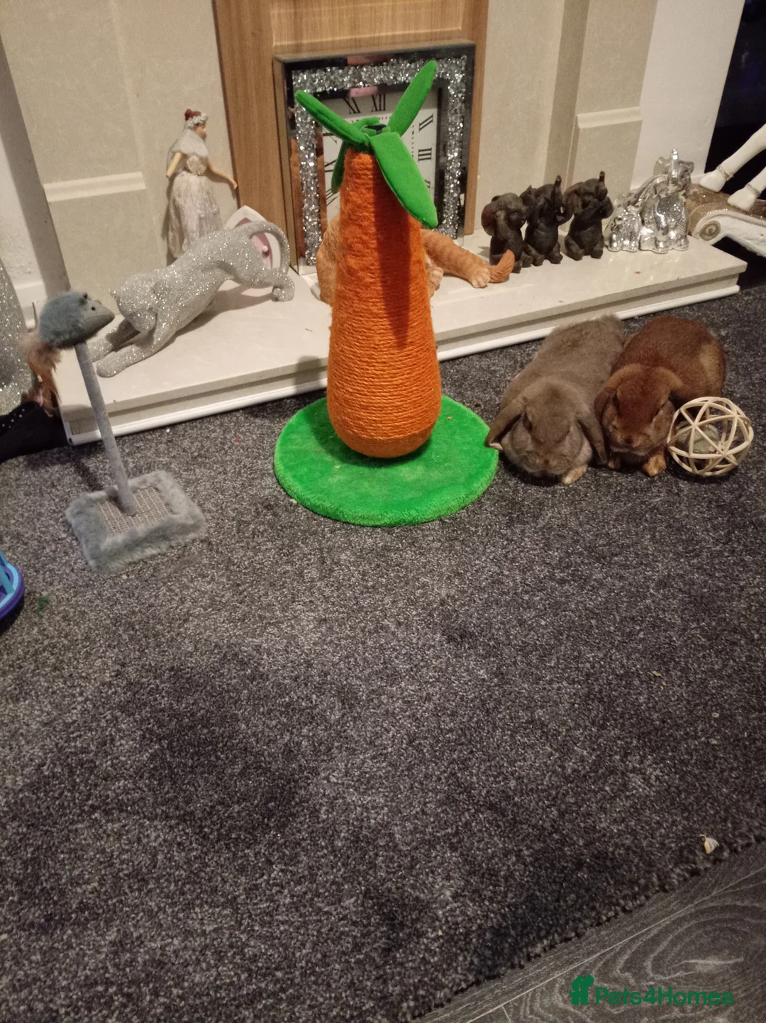 Mixed Breed rabbits for sale: Rabbits - Advert 2