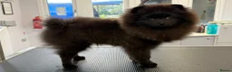 Pomeranian dogs for sale: Stunning black Pomeranian excellent temperament  in St. Neots - Advert 2