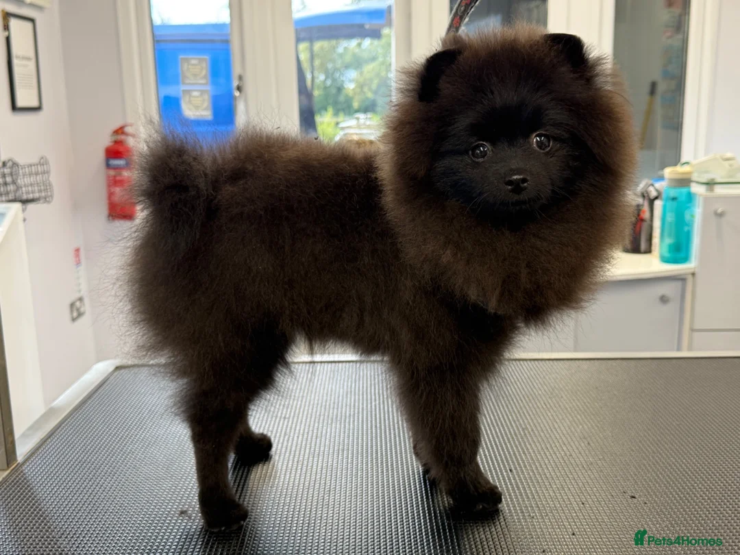 Pomeranian dogs for sale: Stunning black Pomeranian excellent temperament  in St. Neots - Advert 2