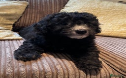 Maltipoo dogs for sale: Fully dna tested Maltipoos  - Image 13