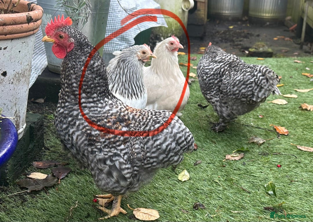 Chickens poultry for sale: Pekin bantam POL - Advert 1