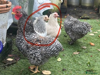 Chickens poultry Pekin bantam POL - Advert 1