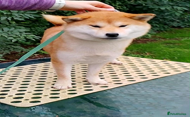 Japanese Shiba Inu dogs - Advert 2