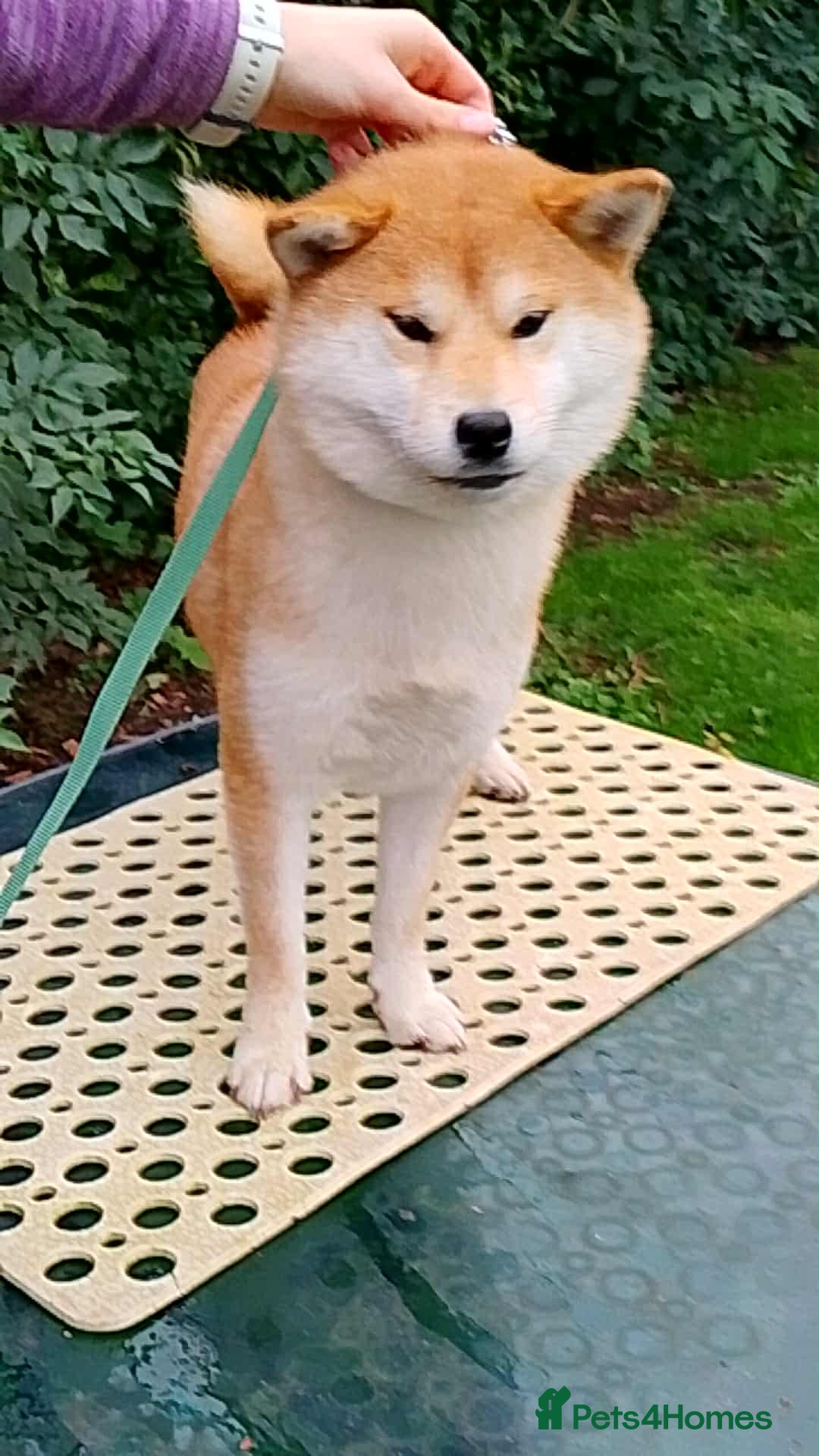 Japanese Shiba Inu dogs for sale: Two super female Japanese shiba inu  - Image 1