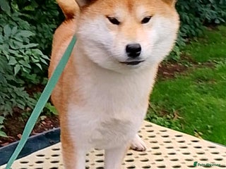 Japanese Shiba Inu dogs - Advert 25