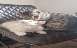 Ragdoll cats for sale: Mother and Son - Image 6