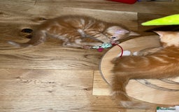 Maine Coon cats for sale: Maine Coon x Domestic Shorthair  - Image 16