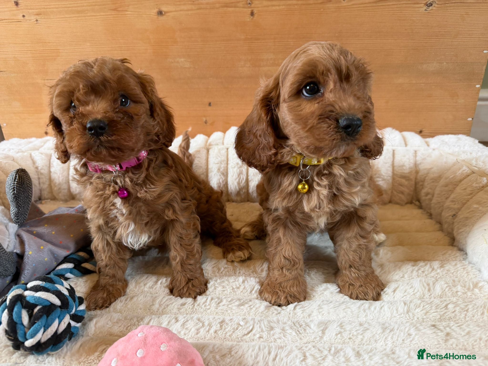 Cavapoo dogs F1 Cavapoo Puppies - Advert 1