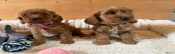 Cavapoo dogs for sale: F1 Cavapoo Puppies - Advert 1