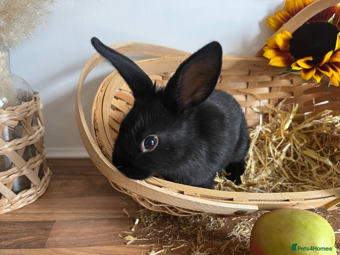Mixed Breed rabbits for sale: Mixed breed bunnies for sale £30 each - Image 13