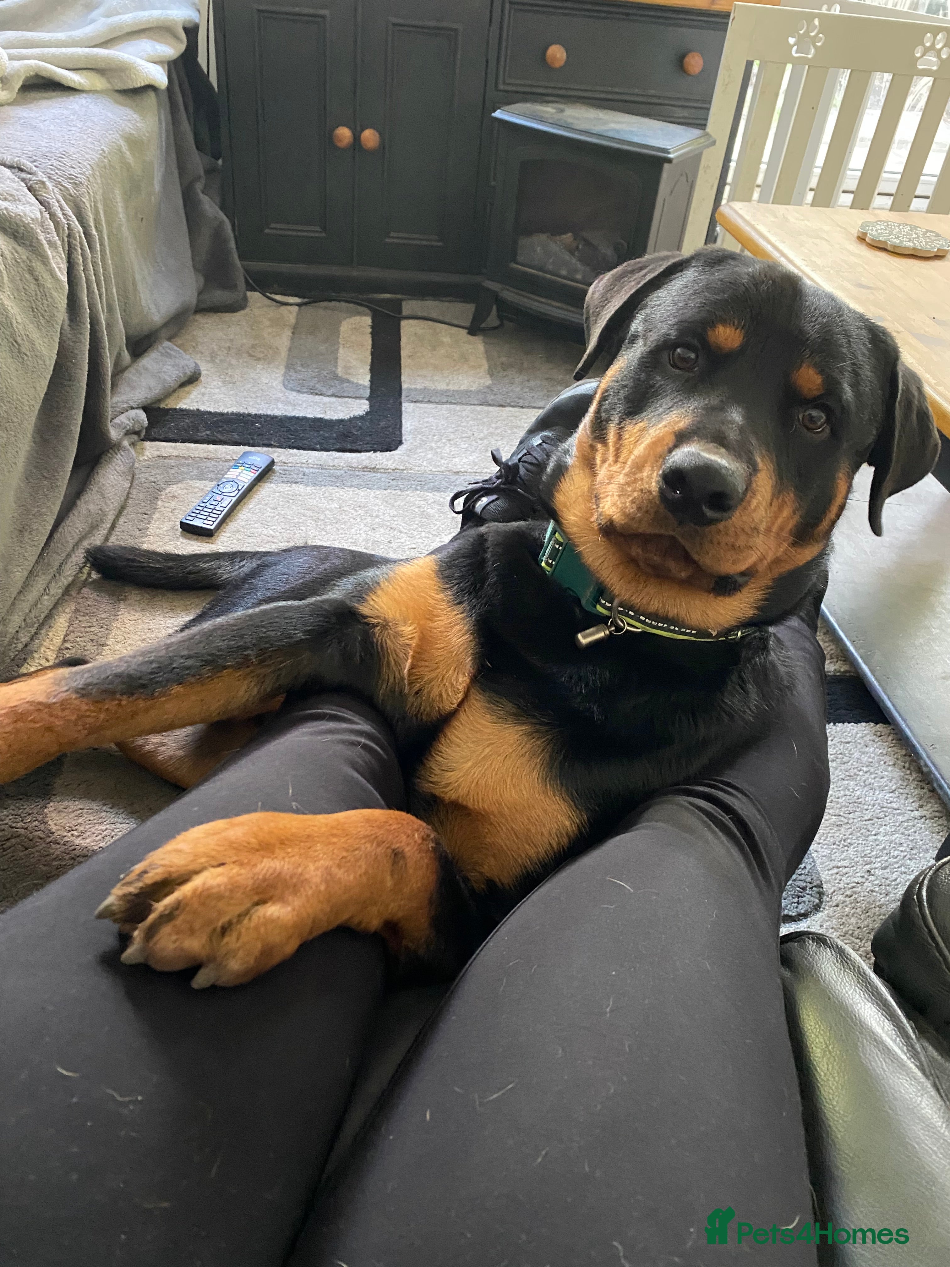 Rottweiler dogs Reggie  - Advert 8