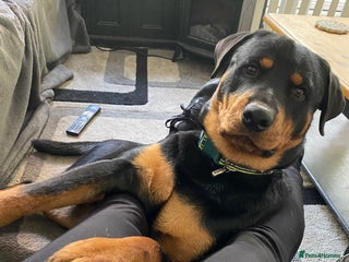 Rottweiler dogs Reggie - Advert 1