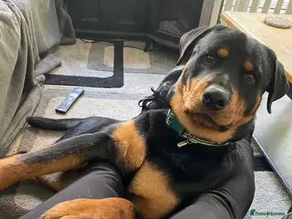 Rottweiler dogs Reggie - Advert 11