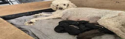 Standard Poodle dogs for sale: KC Standard Poodle Puppies !  - Advert 2