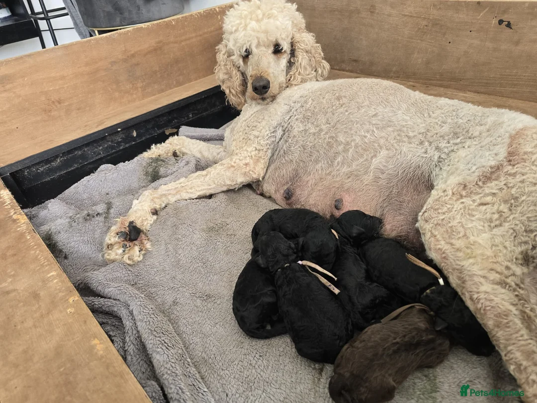 Standard Poodle dogs for sale: KC Standard Poodle Puppies !  - Advert 2