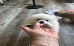 Pomeranian dogs for sale: Tiny Pomeranian Girl Puppy READY NOW - Image 19