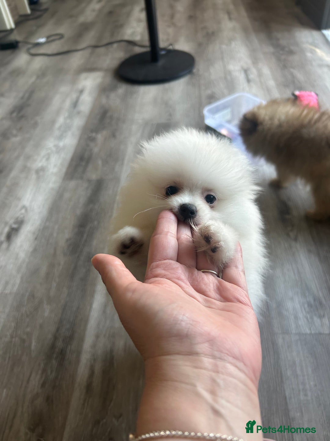 Pomeranian dogs for sale: Tiny Pomeranian Girl Puppy READY NOW - Image 19