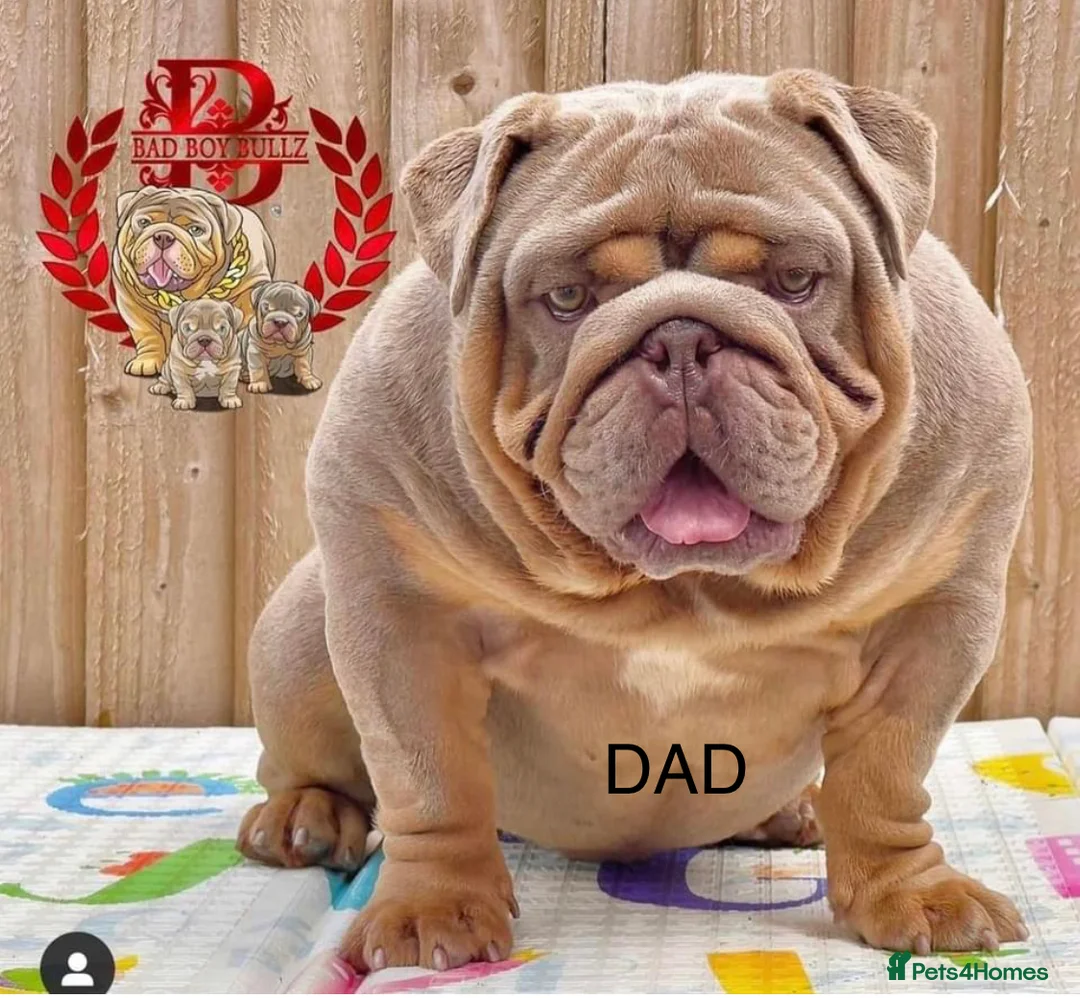 English Bulldog dogs for stud: English Bulldog Stud – Exceptional Temperament - Advert 25