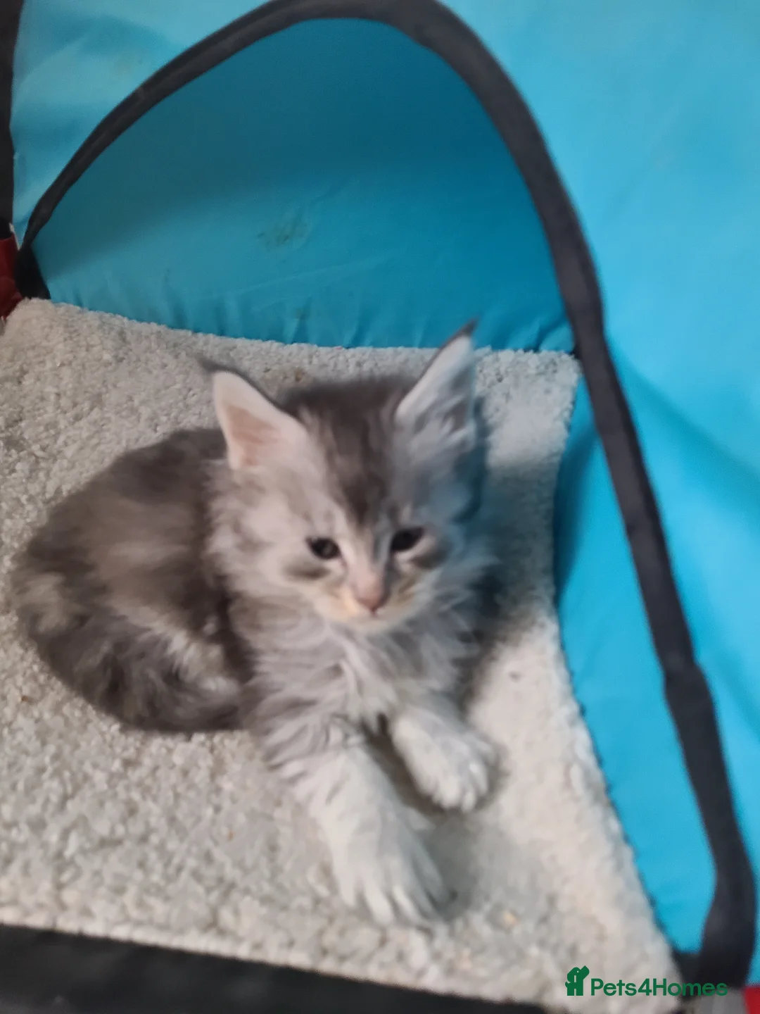 Maine Coon cats for sale: 7 adorable pedigree maine coon kittens - Advert 2